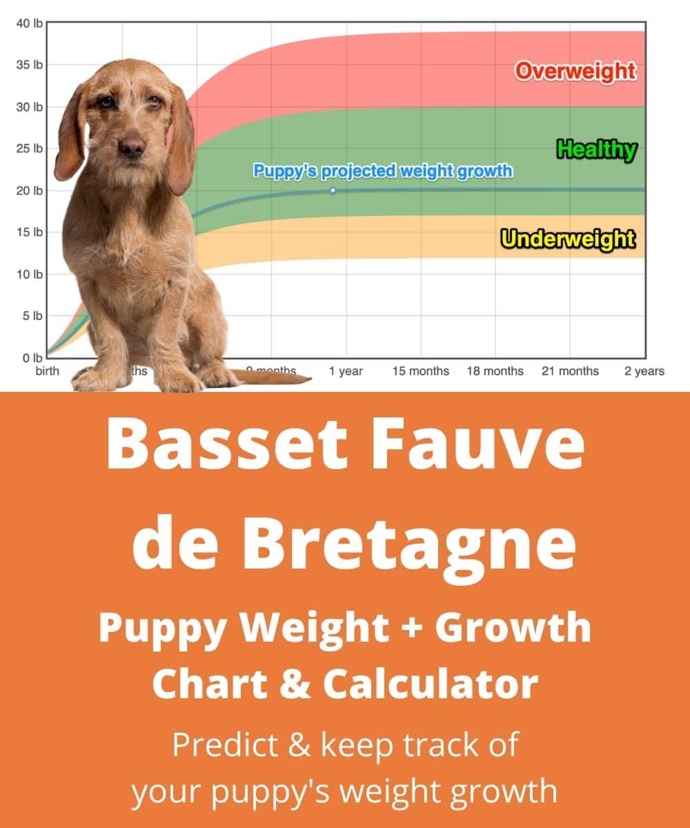 basset-fauve-de-bretagne Puppy Weight Growth Chart